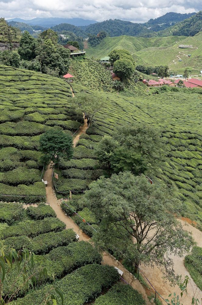 金马仑茶园